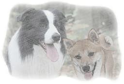 Hachika logo