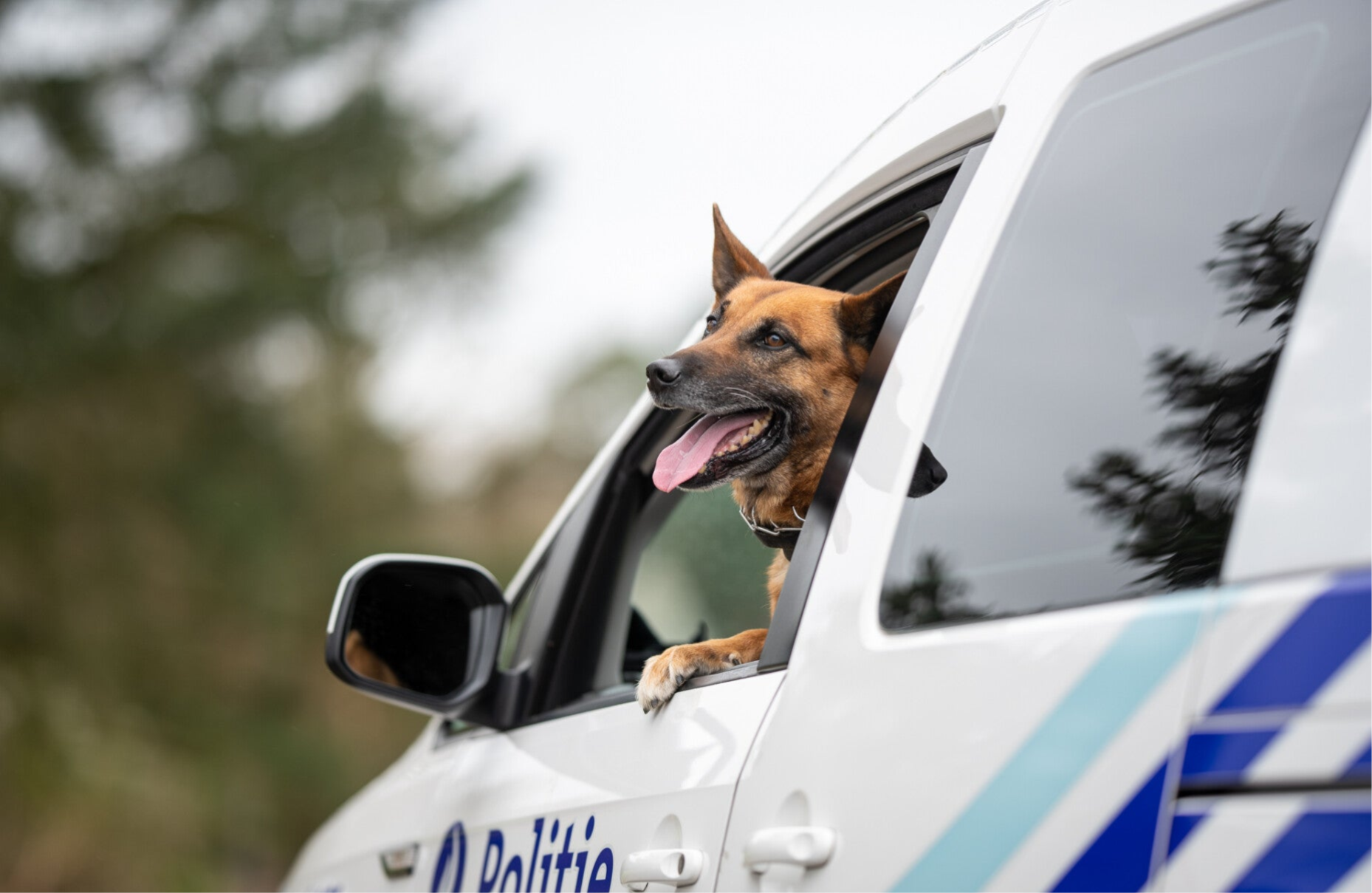 Belgian Blue Paw vzw logo